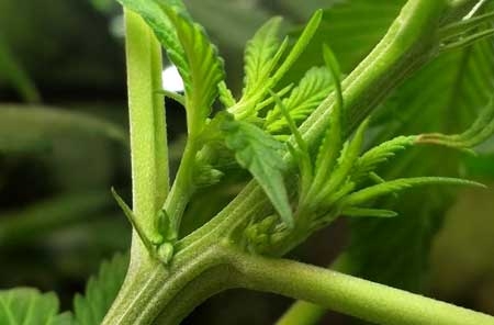early signs of male plant