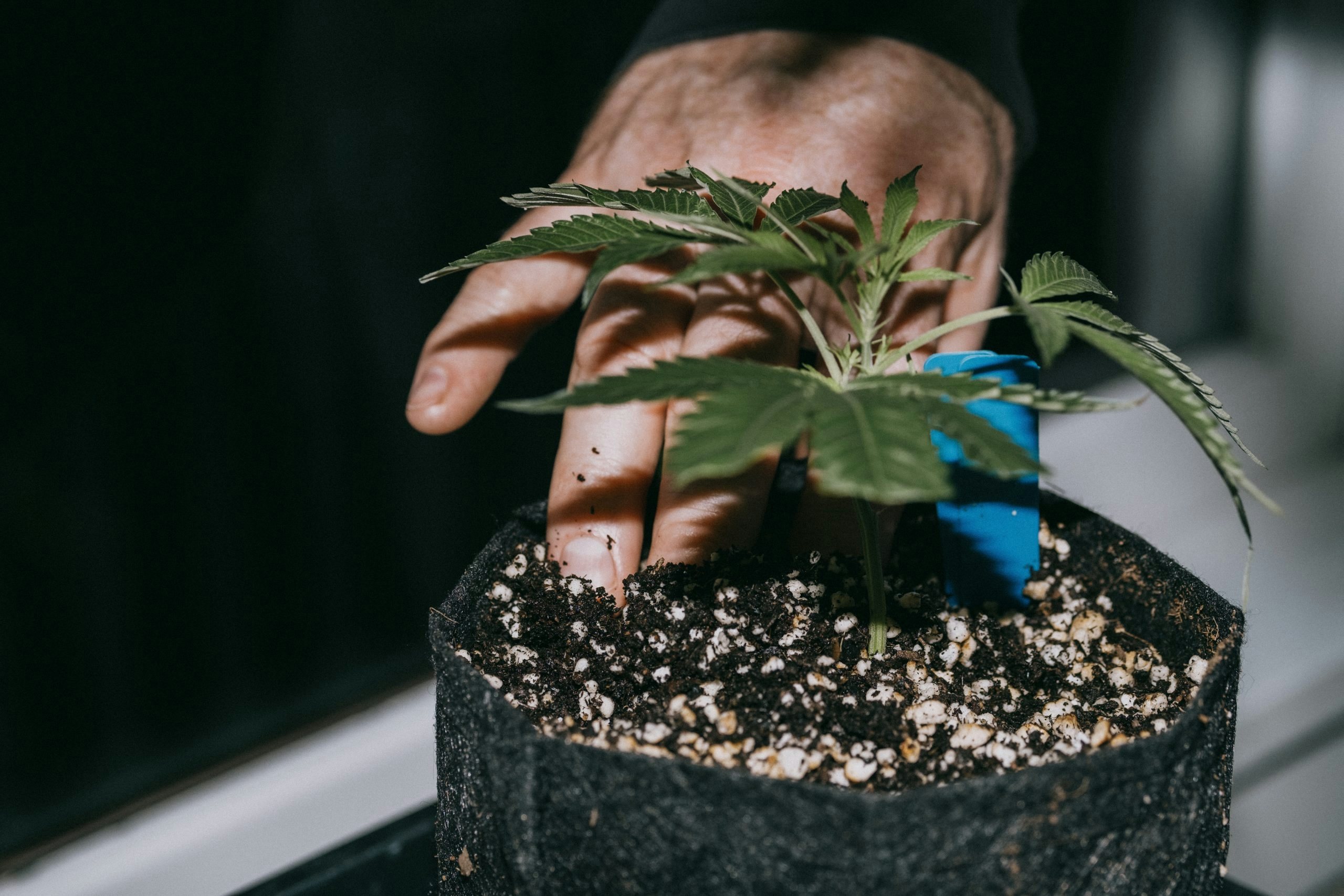 early signs of male plant