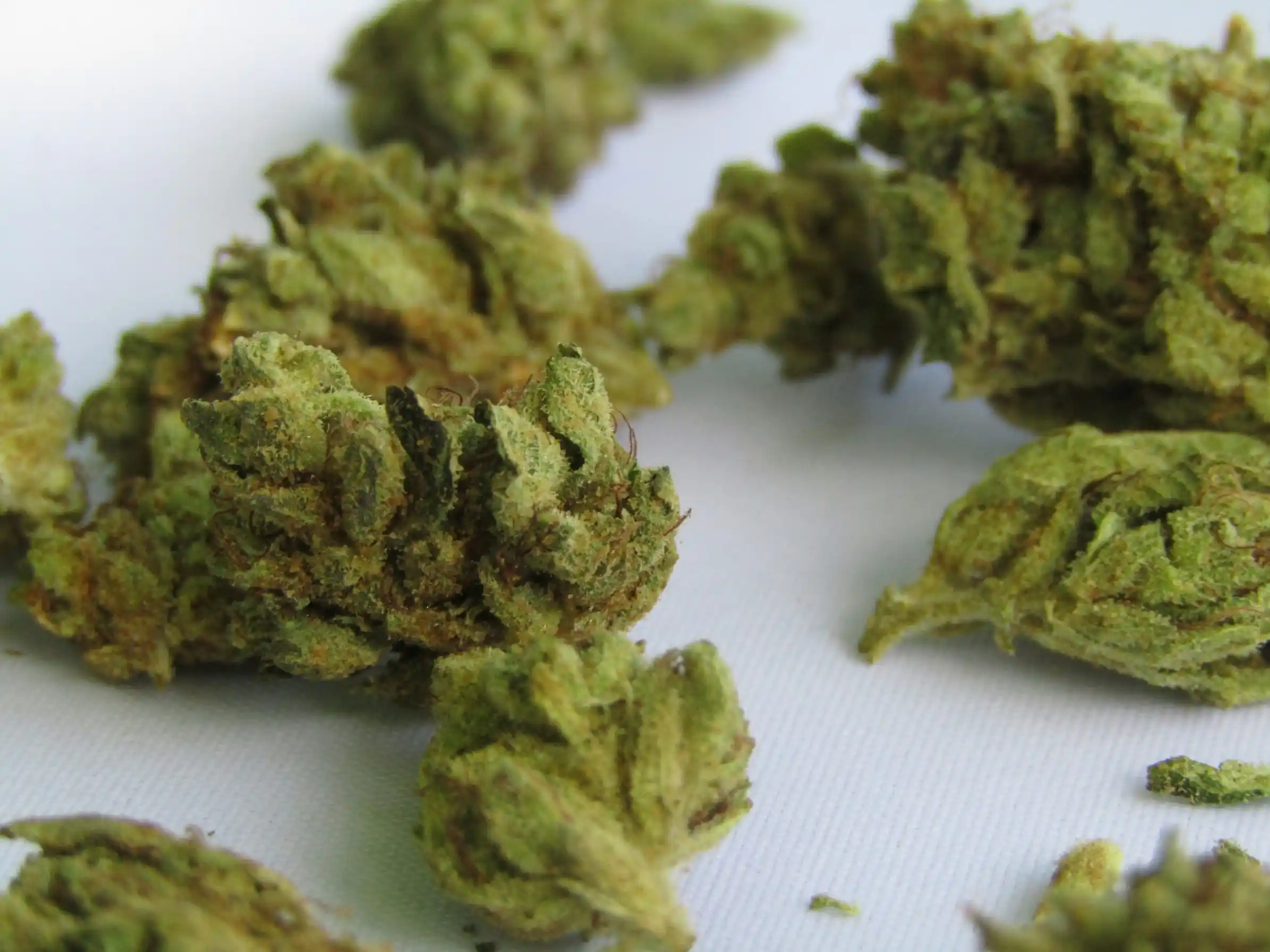 Ripe Buds vs Unripe: How To Tell When Your Weed Is Ready | Herb