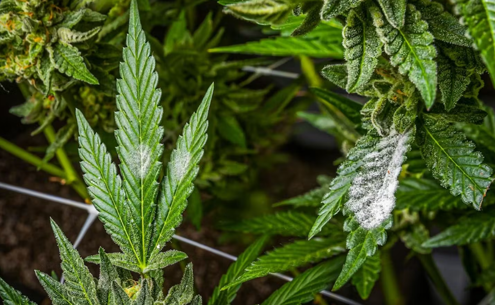 Pretty Mold Rotten Bud Rot vs. Mold: How To Identify & Treat | Herb