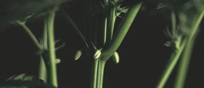 early signs of hermie plant