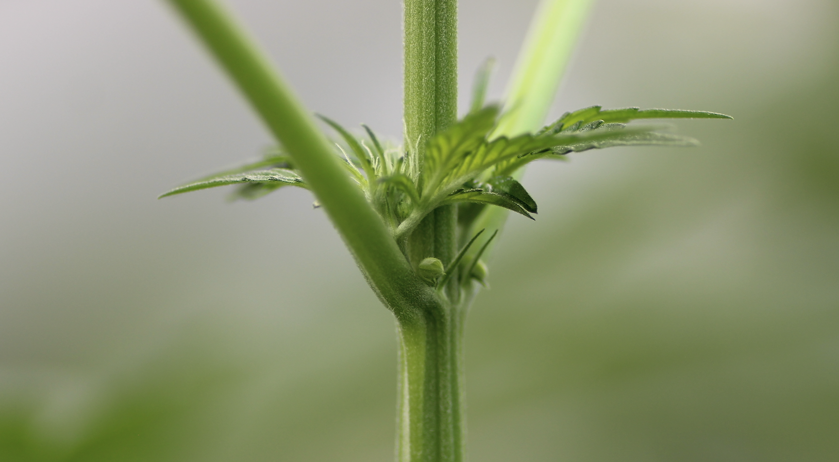 early signs of hermie plant