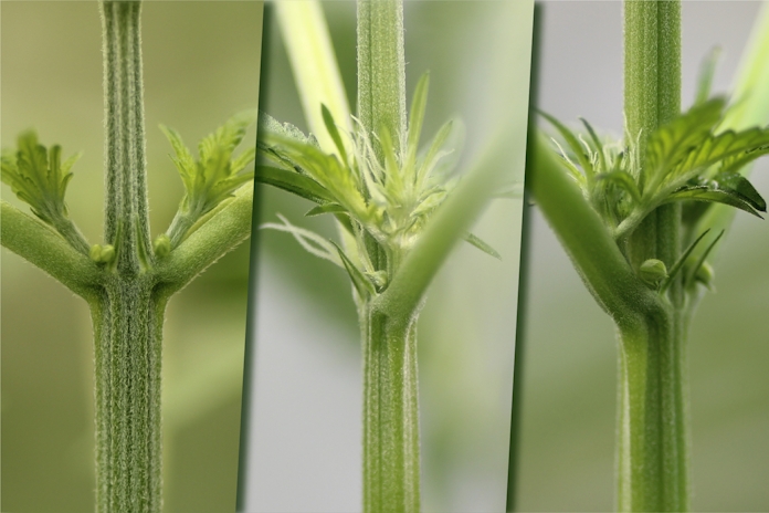 early signs of hermie plant
