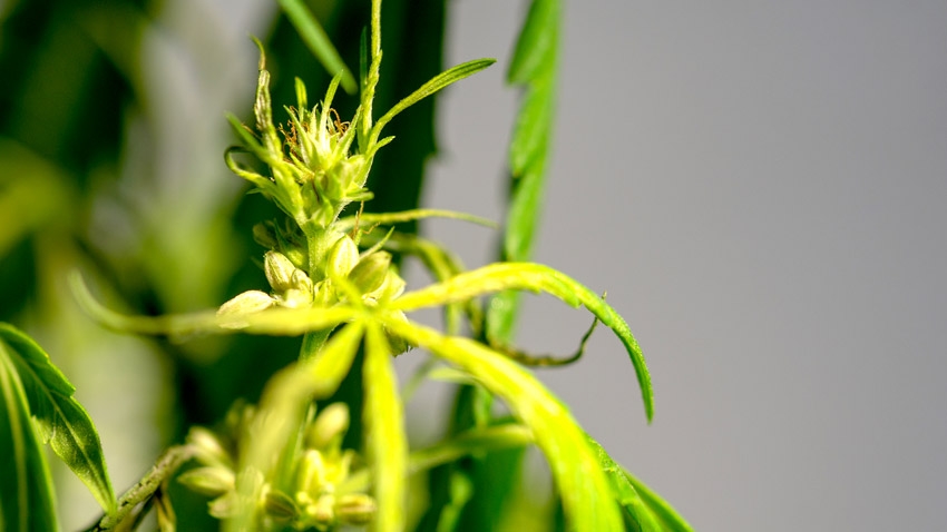 early signs of hermie plant