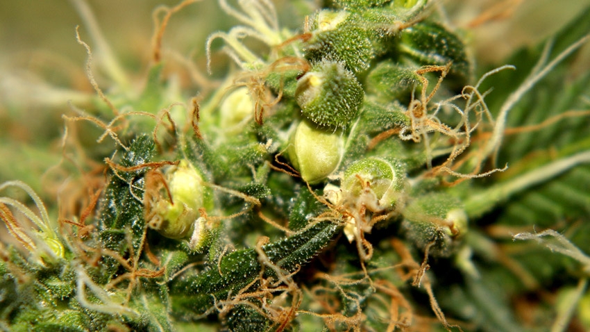 early signs of hermie plant