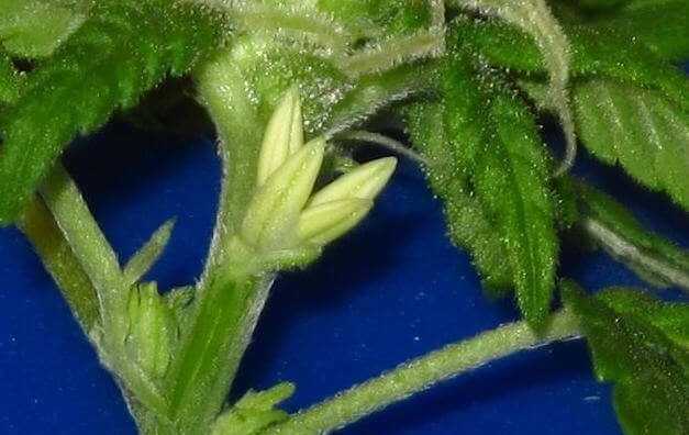 early signs of hermie plant