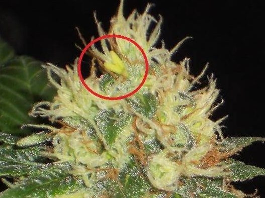 early signs of hermie plant