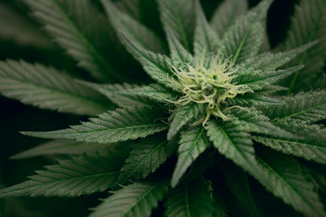 early signs of hermie plant