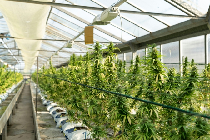 early signs of hermie plant