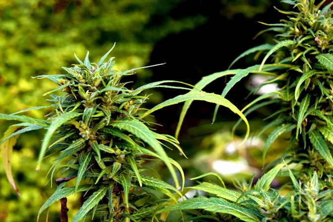early signs of hermie plant