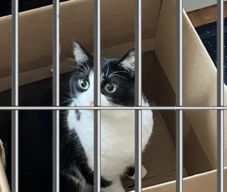 Cute Bongs You’ll Love: Cats, Fishes, Horses & More