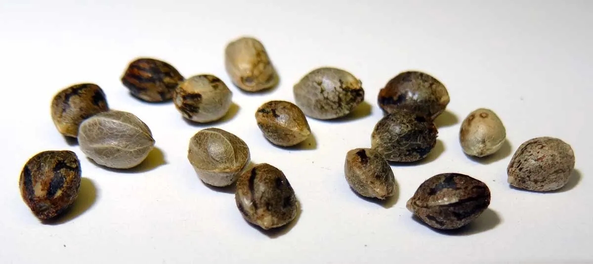 how to identify a female seed