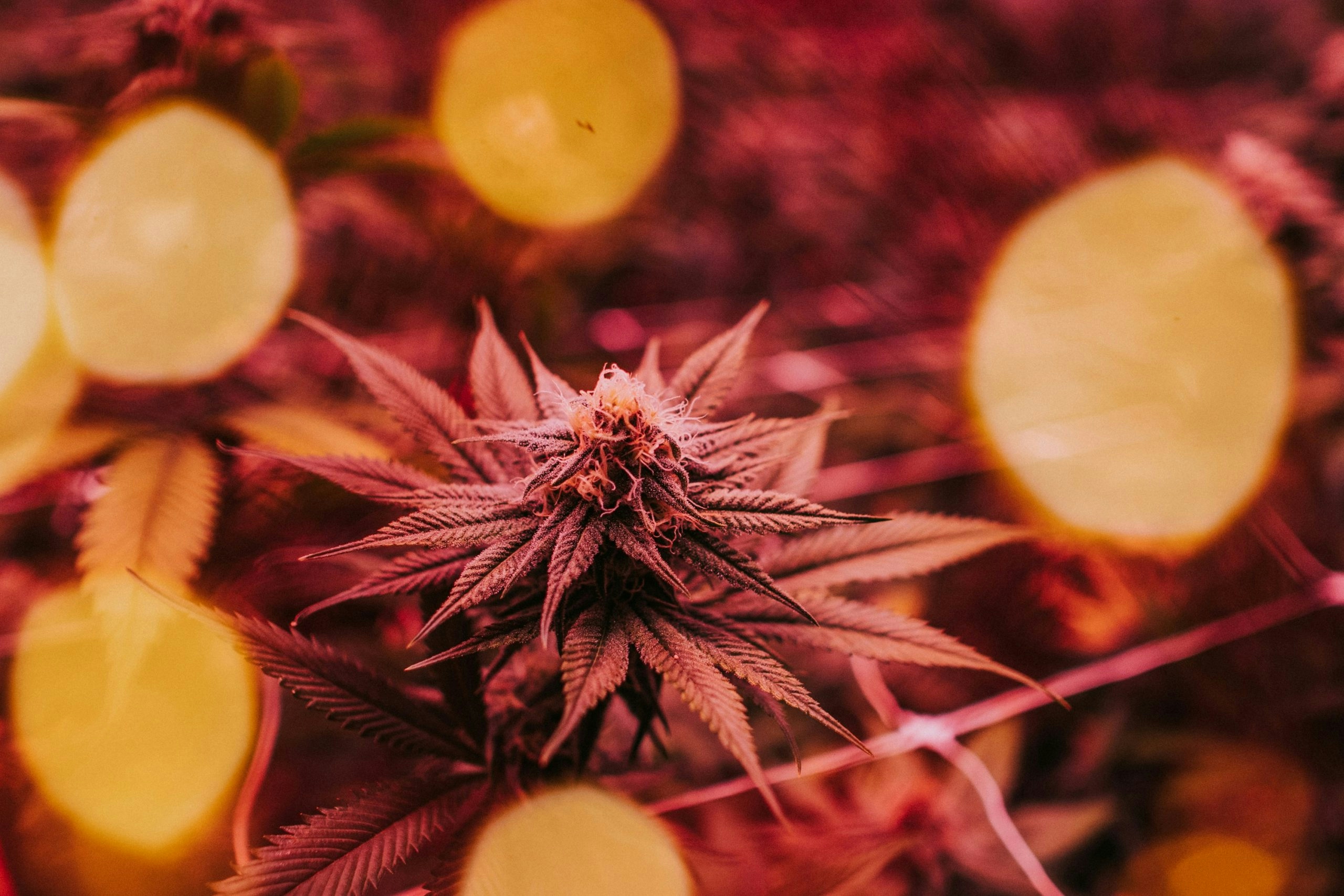 how to identify a female seed