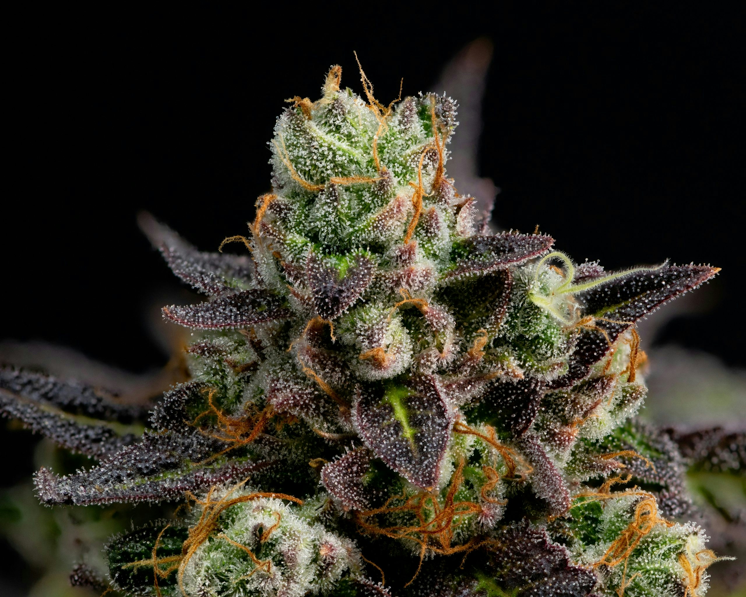 how to identify a female seed