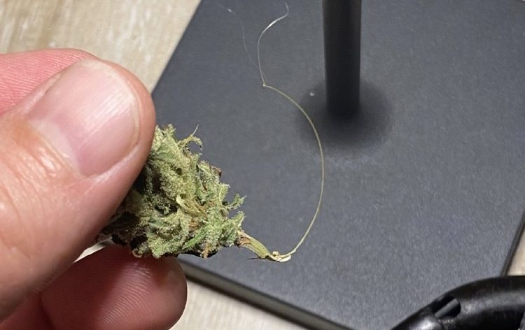 how early can i sample bud