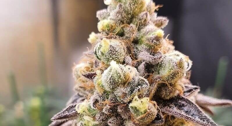 wedding cake strain