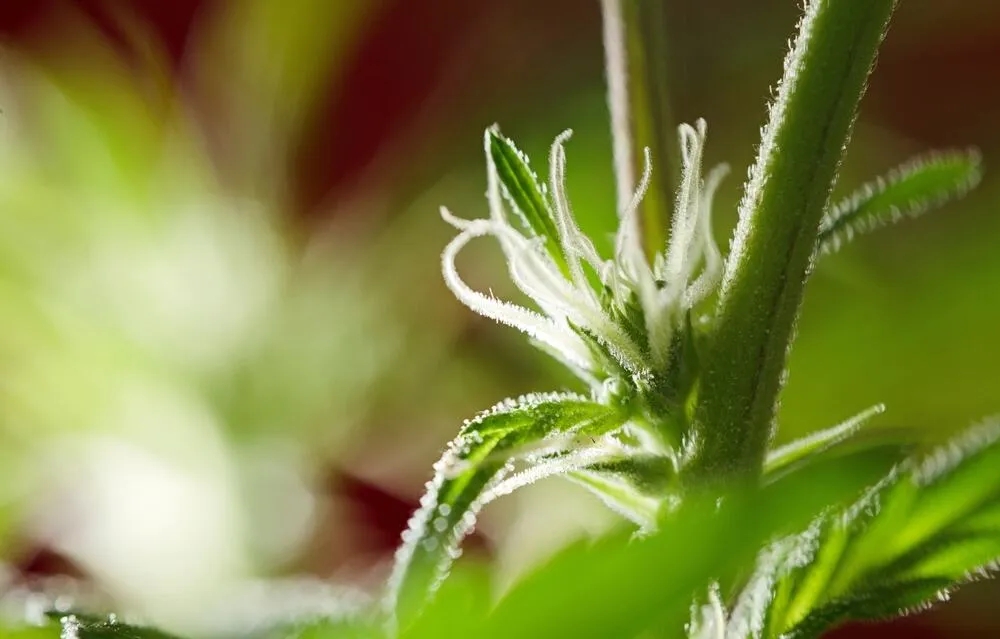 early signs of a female weed plant