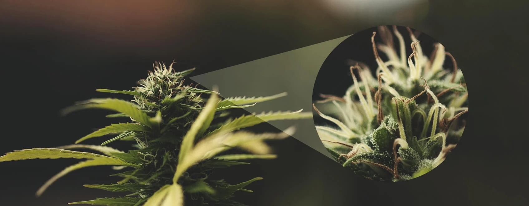 early signs of a female weed plant