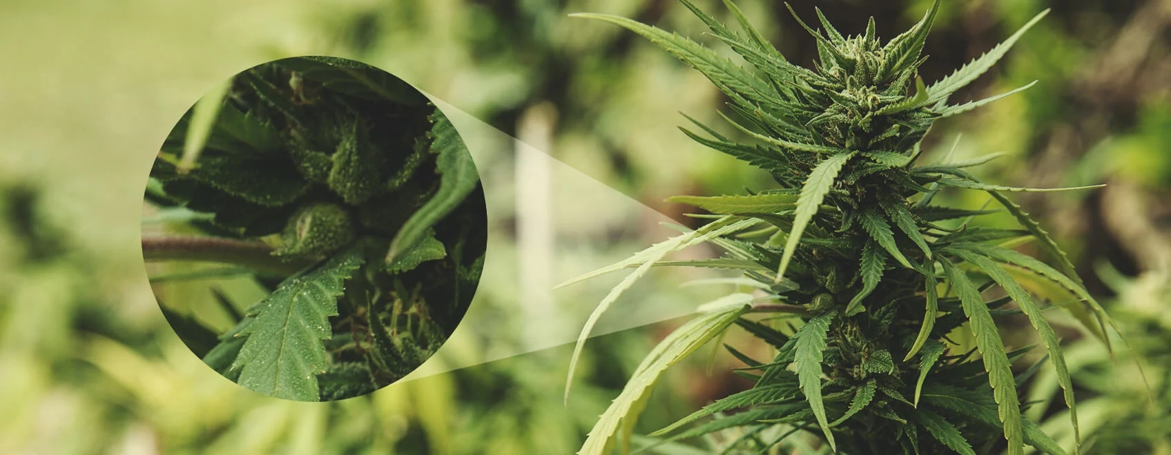 early signs of a female weed plant