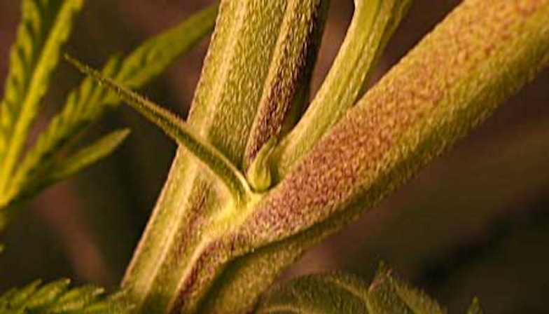 early signs of a female weed plant