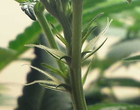 early signs of a female weed plant