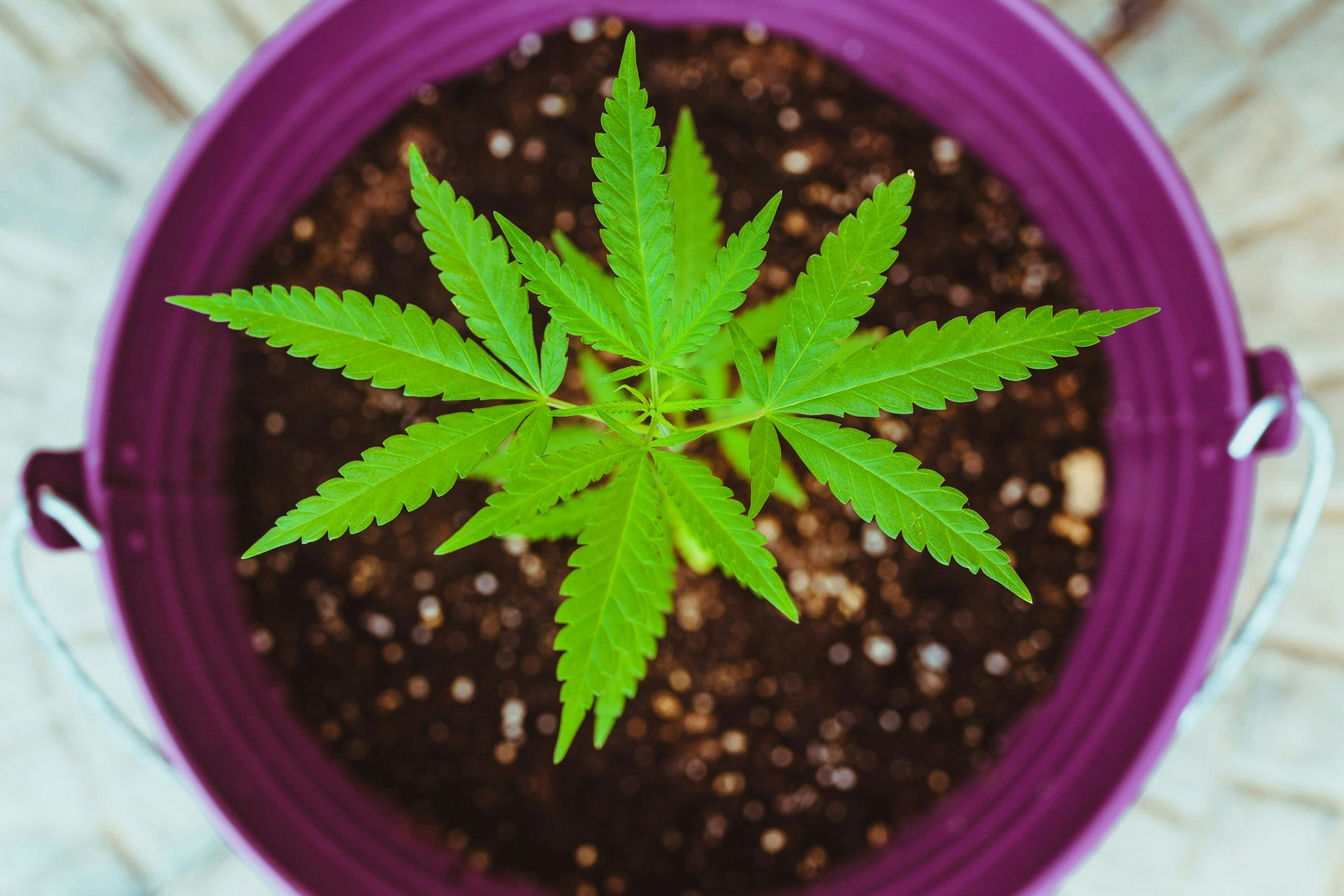 when to transplant cannabis seedlings