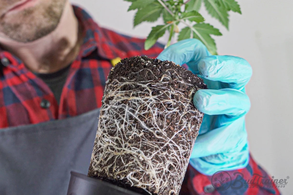 when to transplant cannabis seedlings