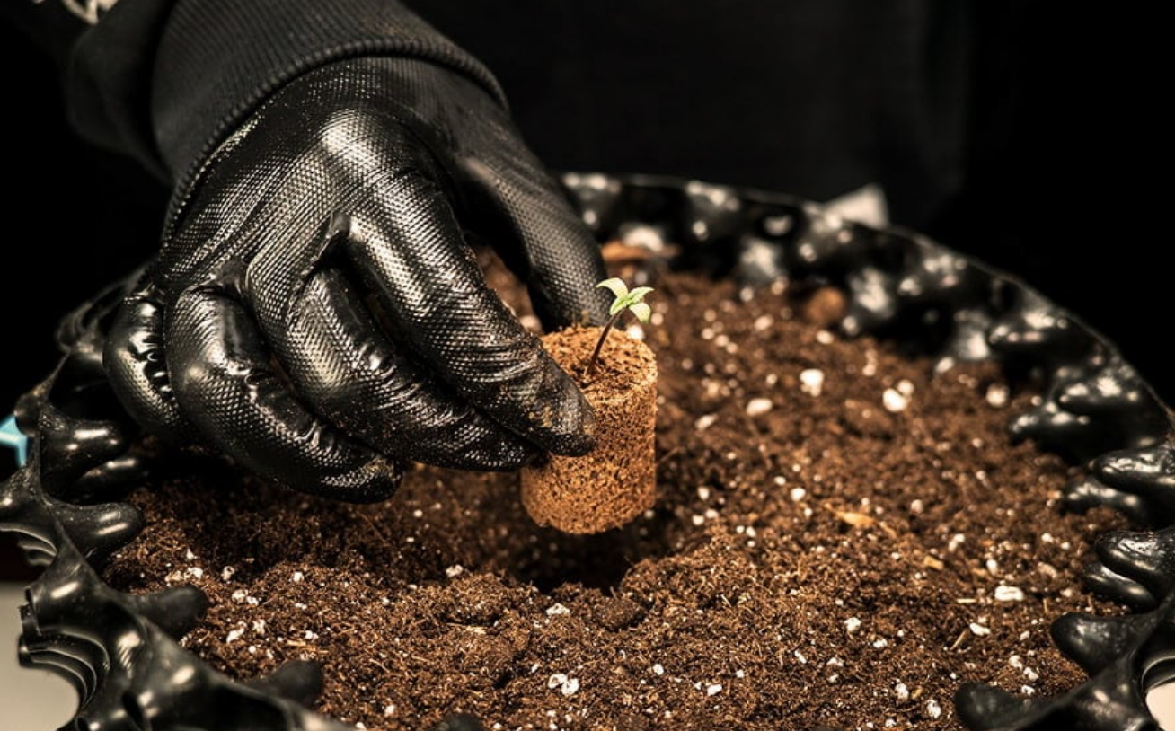 when to transplant cannabis seedlings