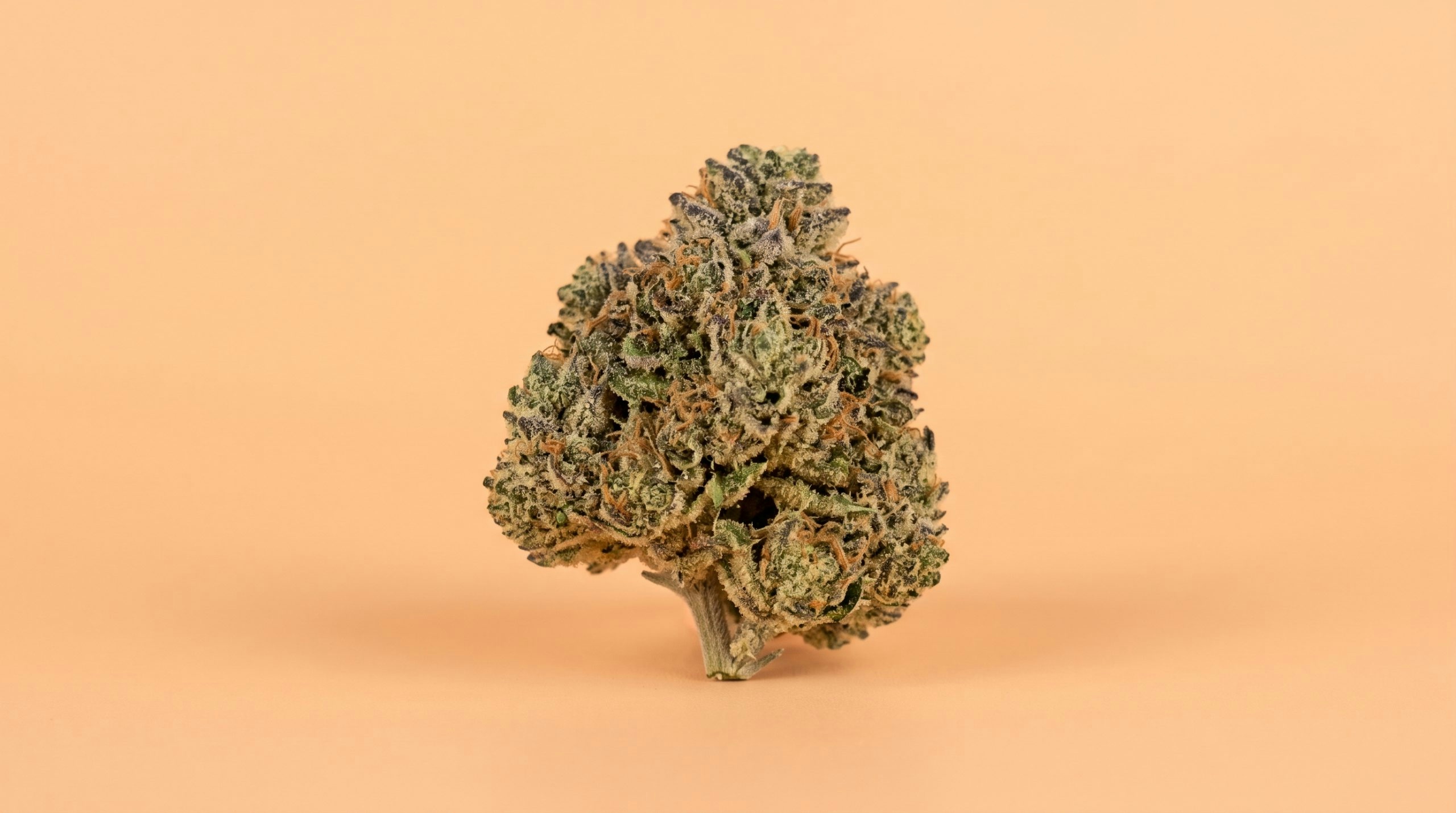 la kush against an orange background