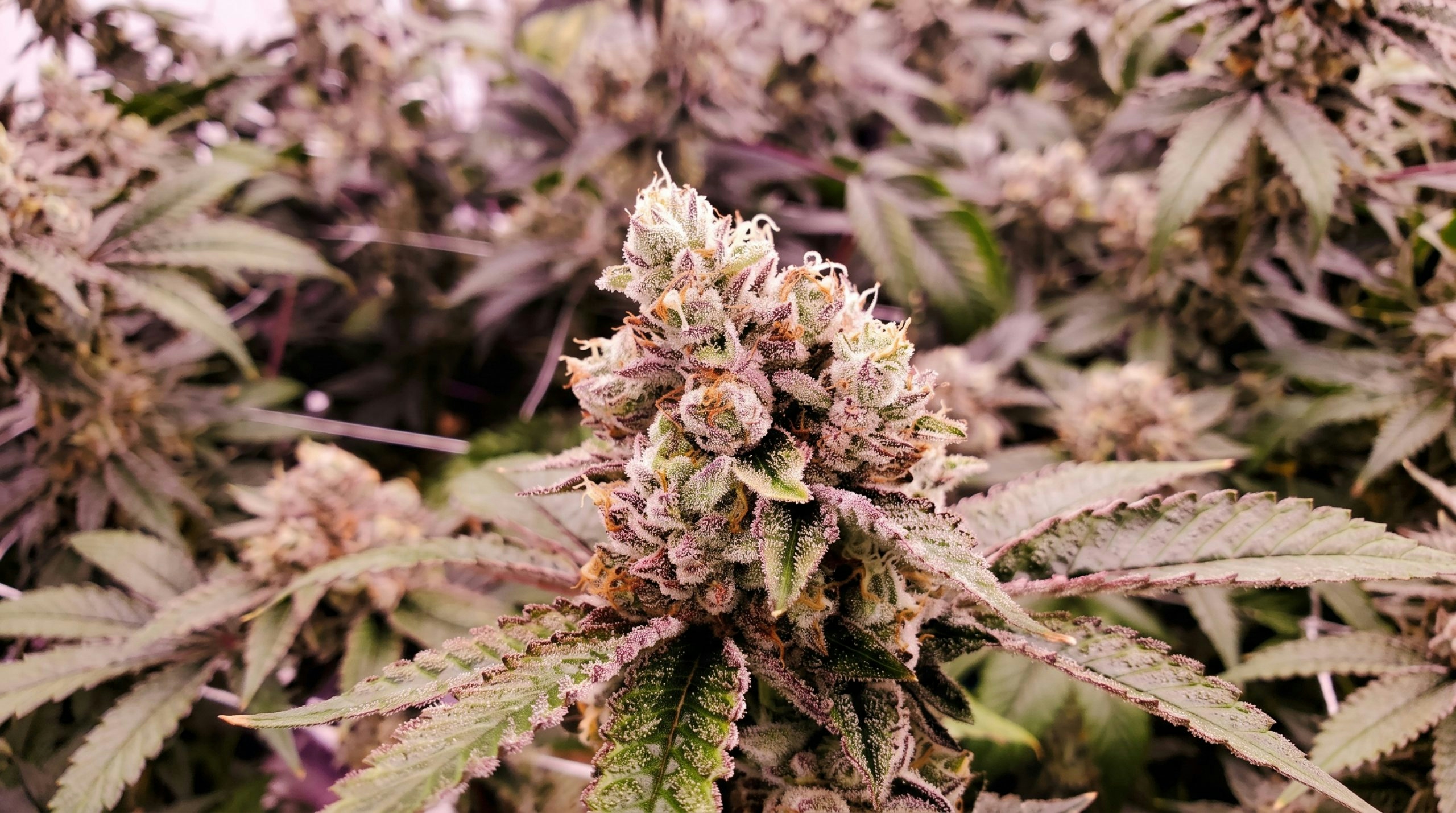 plant of cannabis growing indoors