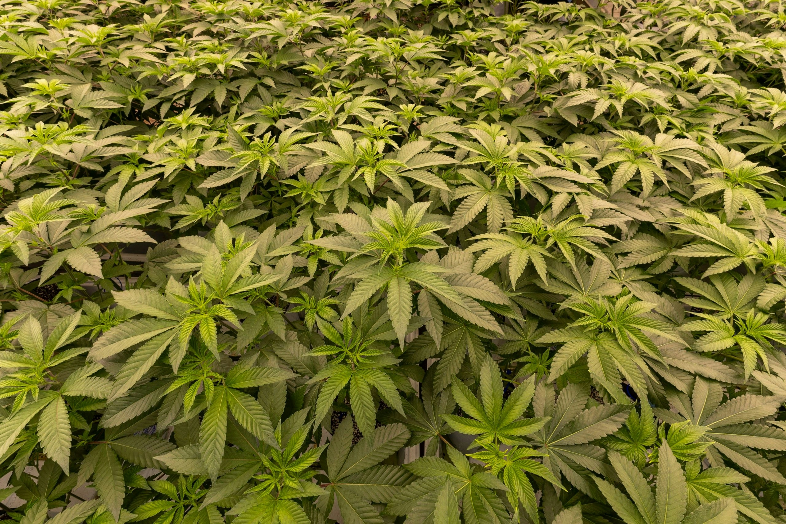 growing ganja outdoors