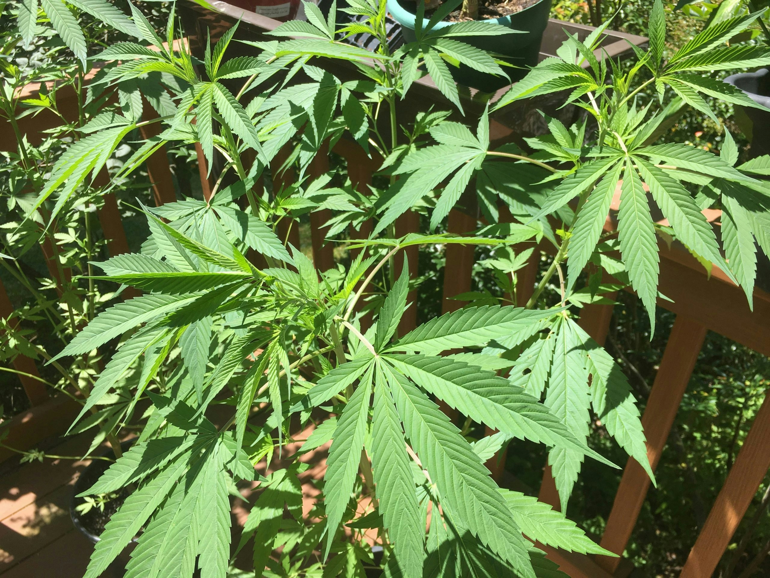 growing ganja outdoors