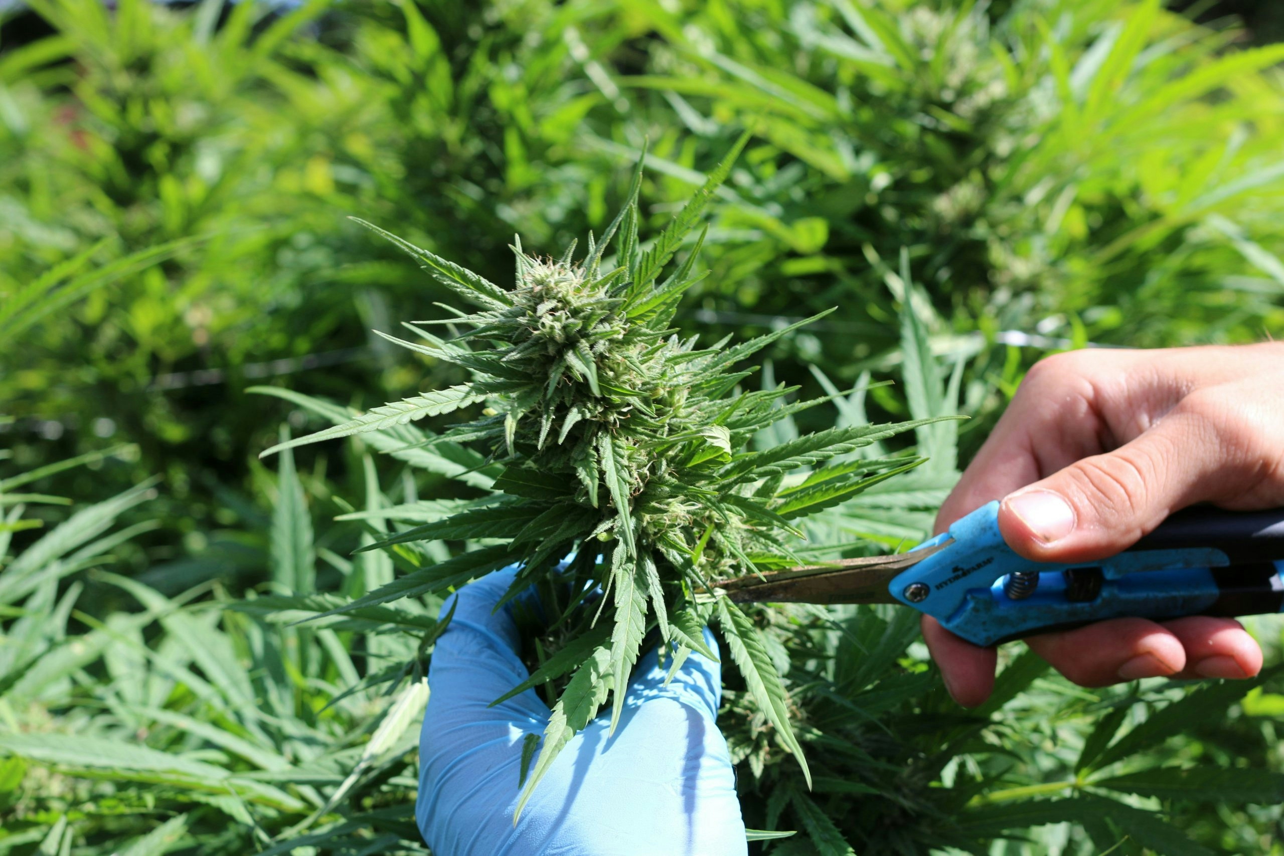 growing ganja outdoors