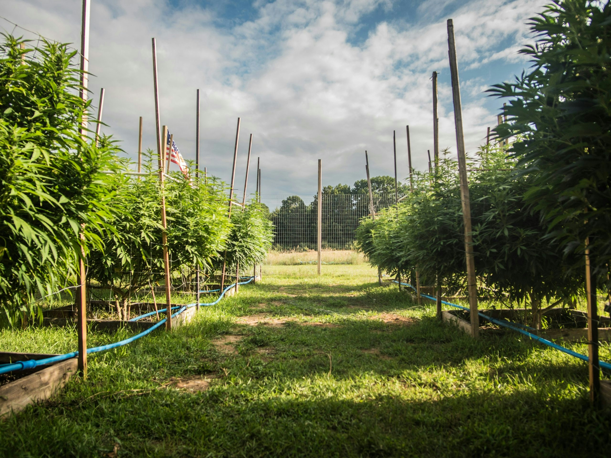 growing ganja outdoors