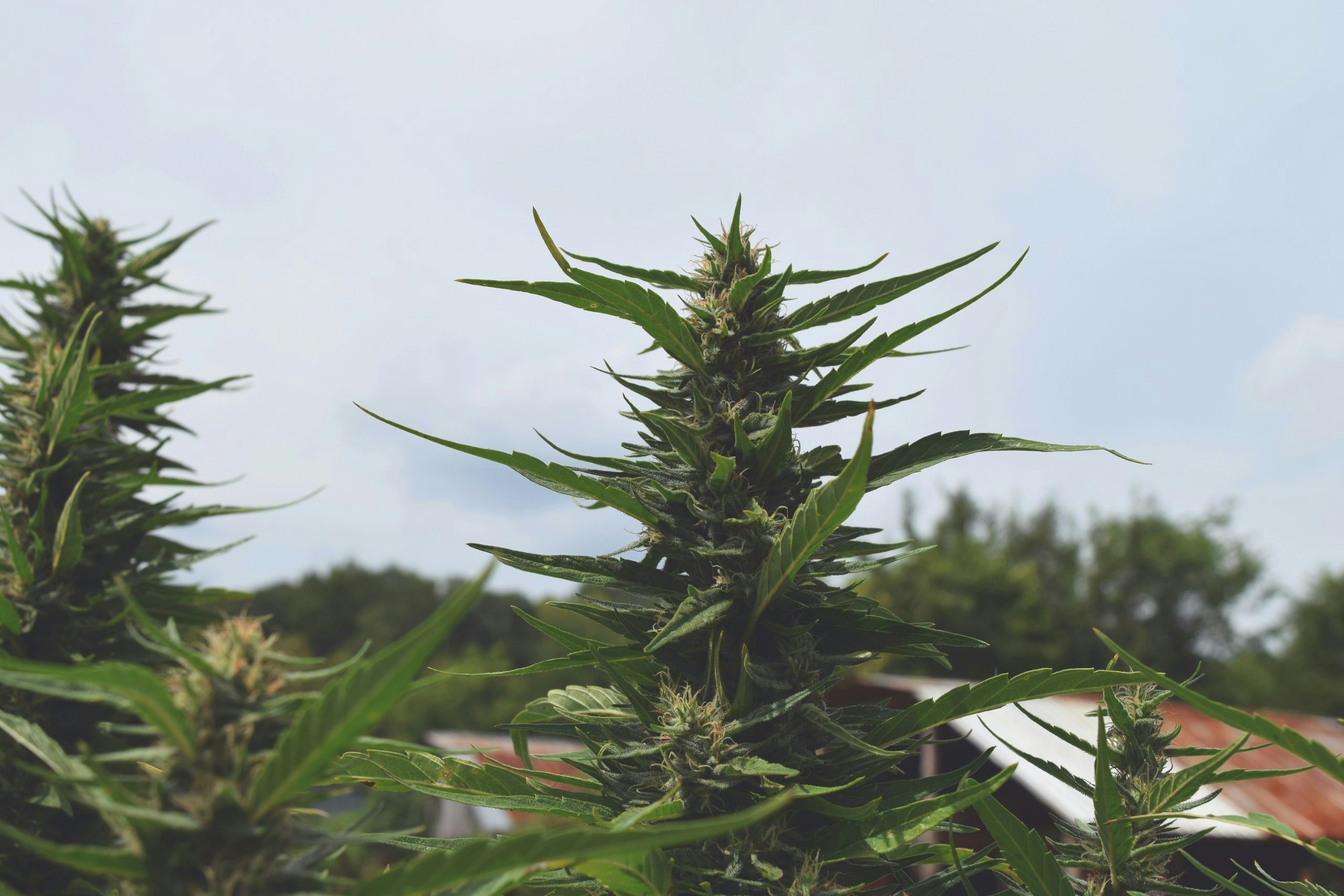 growing ganja outdoors