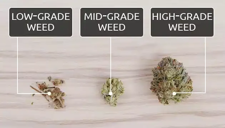 what is reggie weed