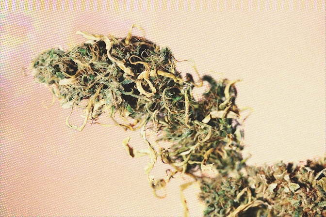 what is reggie weed