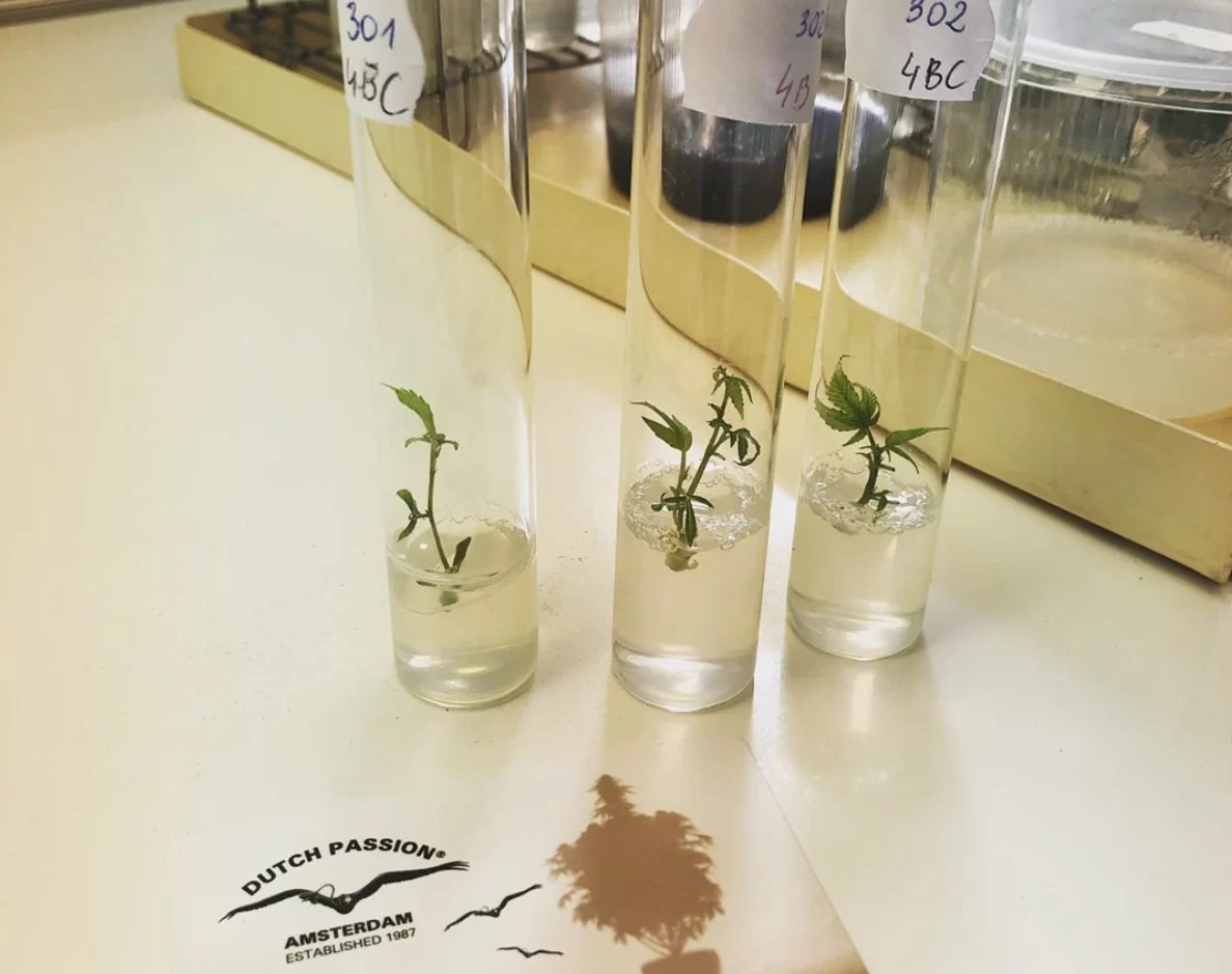 how to make your own weed strain