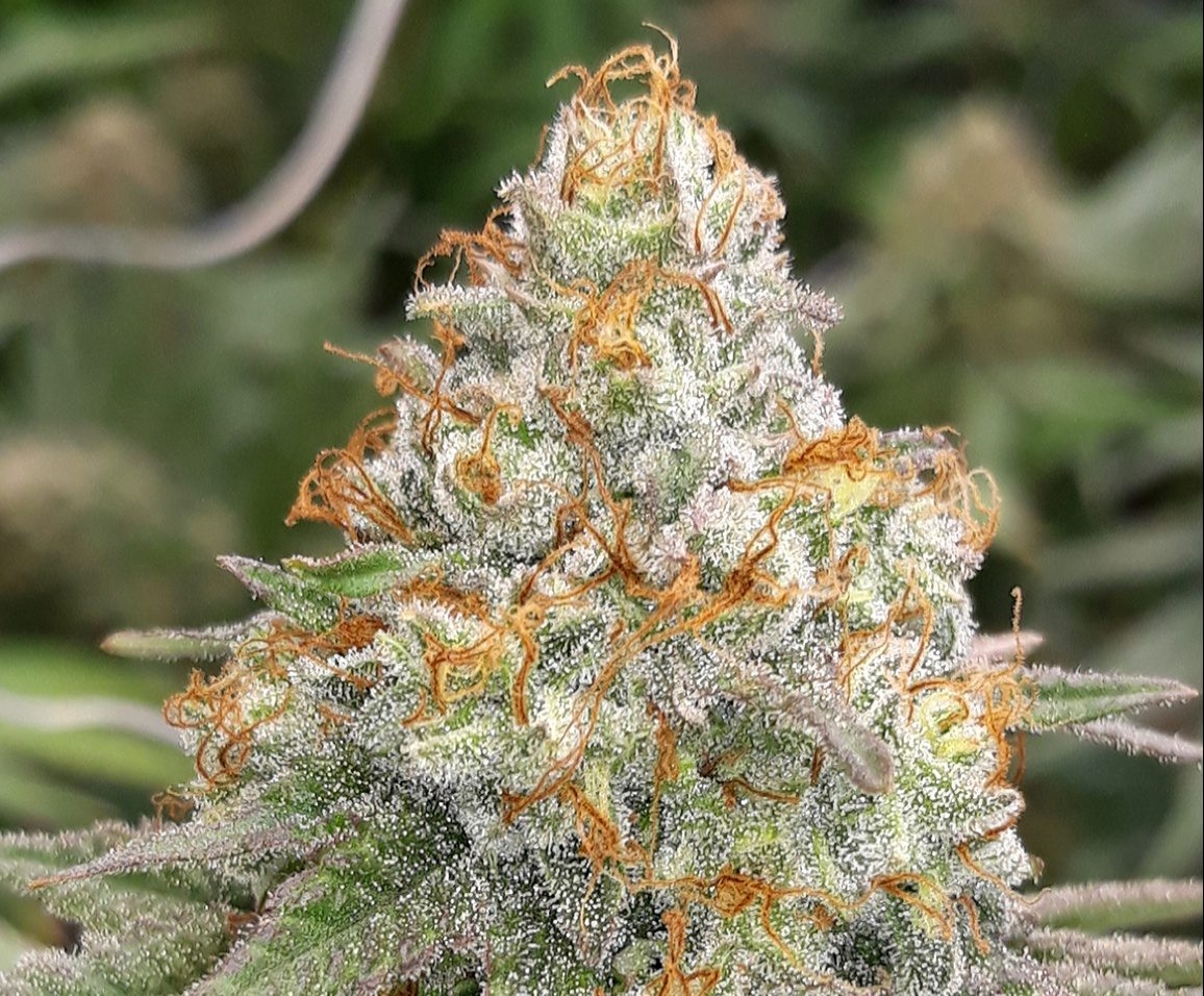 gorilla dosha strain