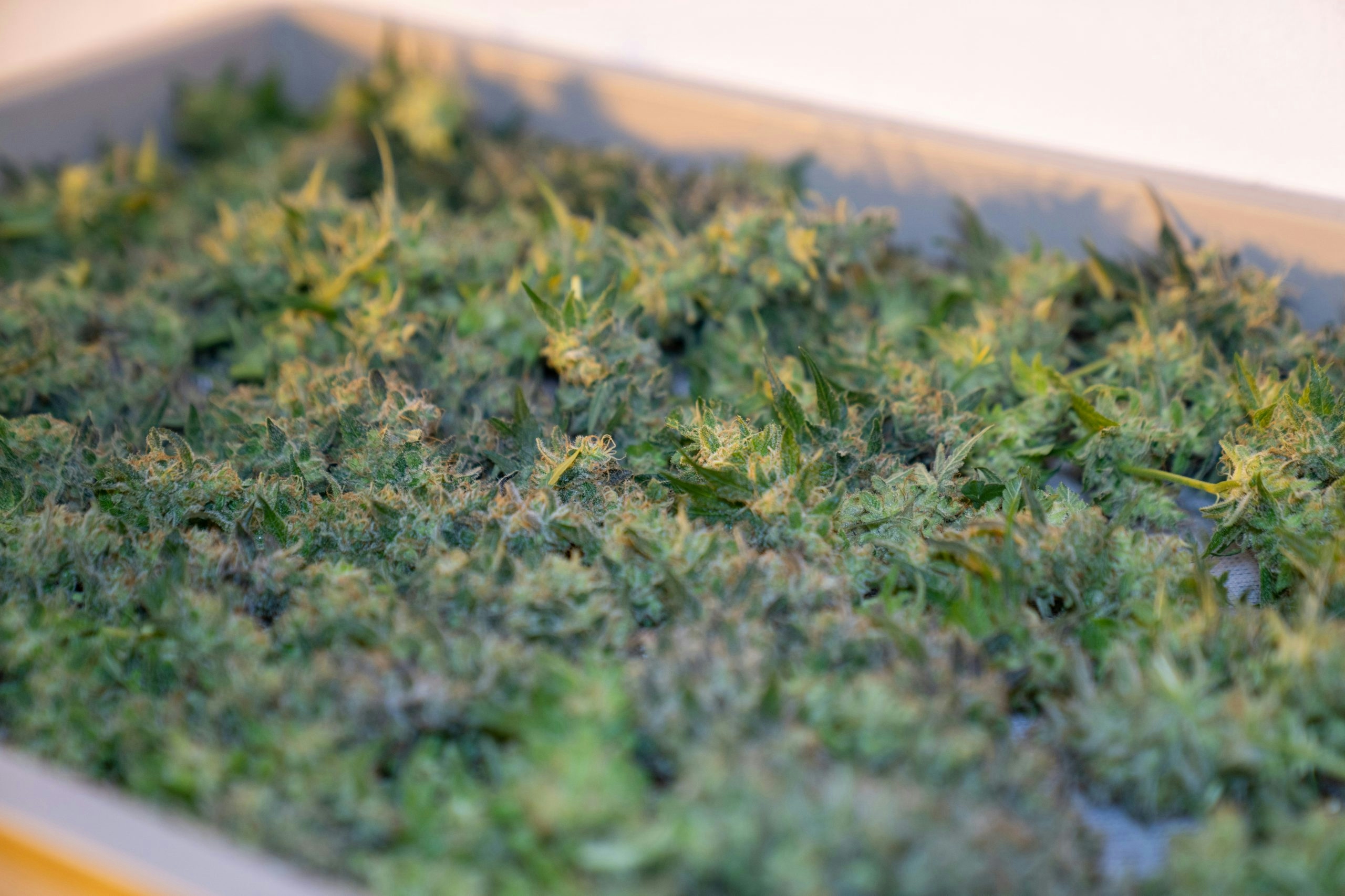 how long to dry buds before jarring