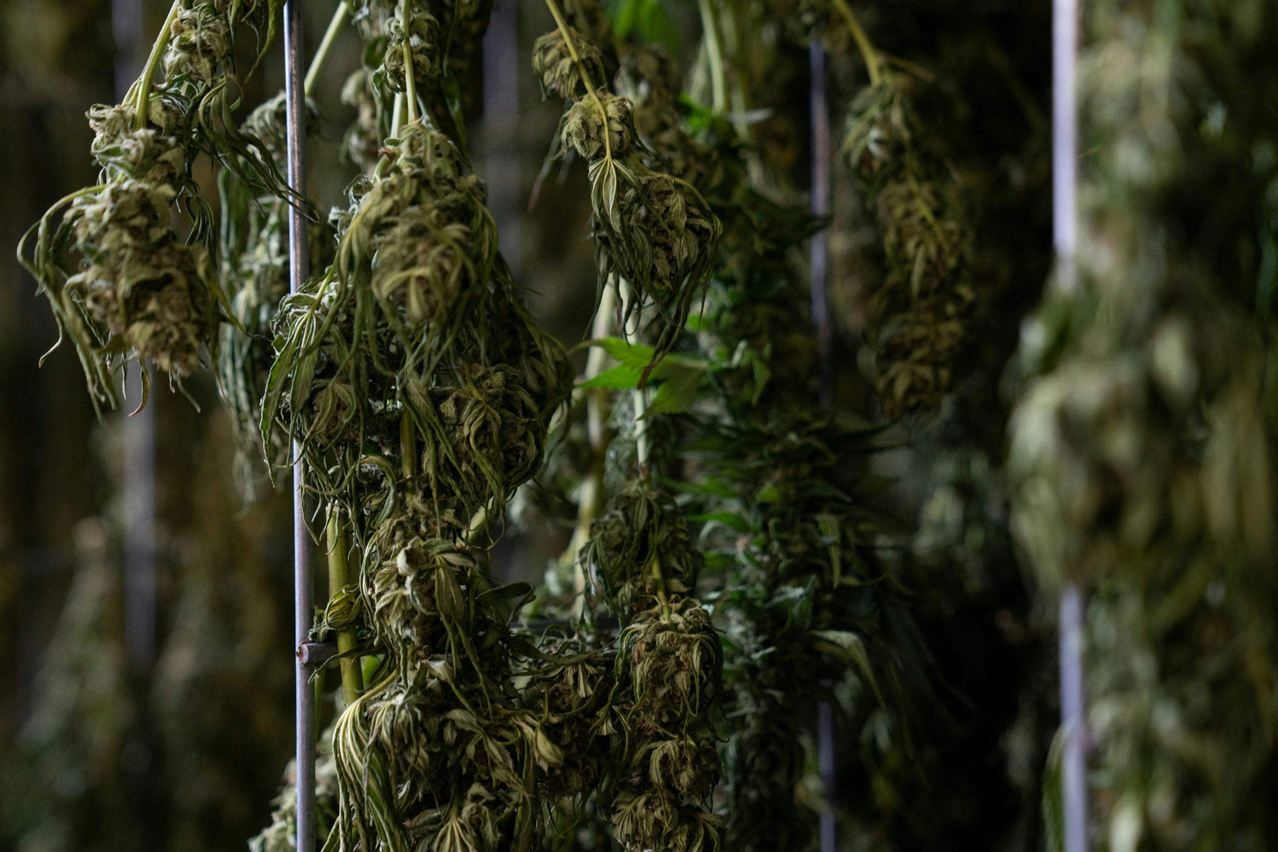 how long to dry buds before jarring
