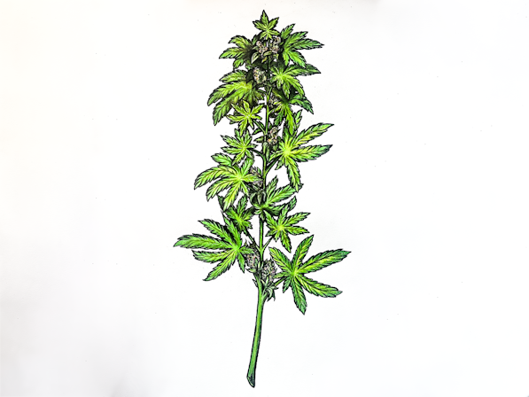 how to draw a weed plant
