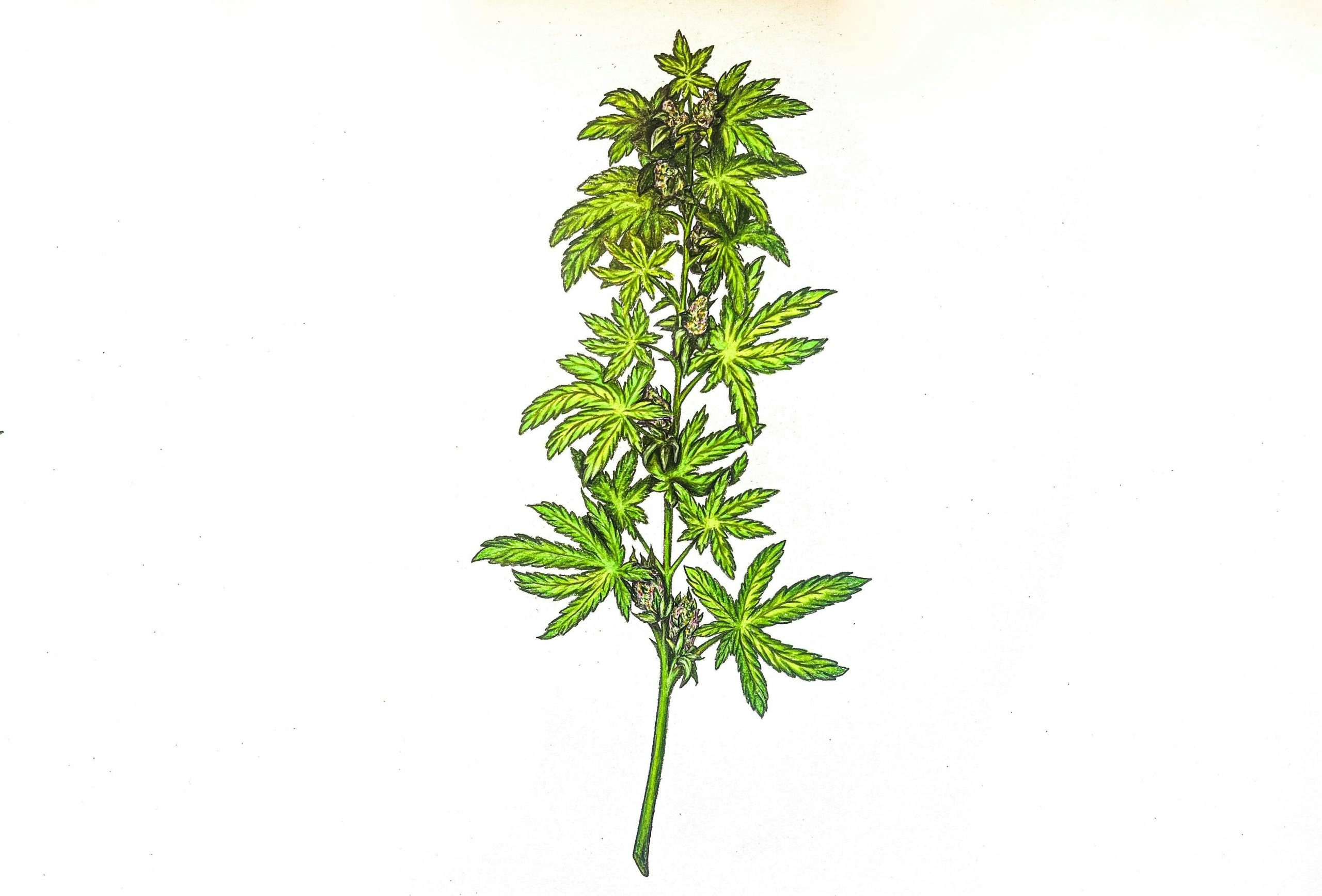 how to draw a weed plant