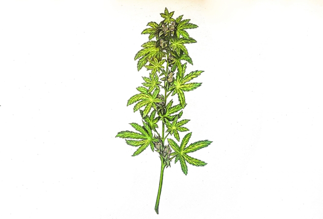 how to draw a weed plant