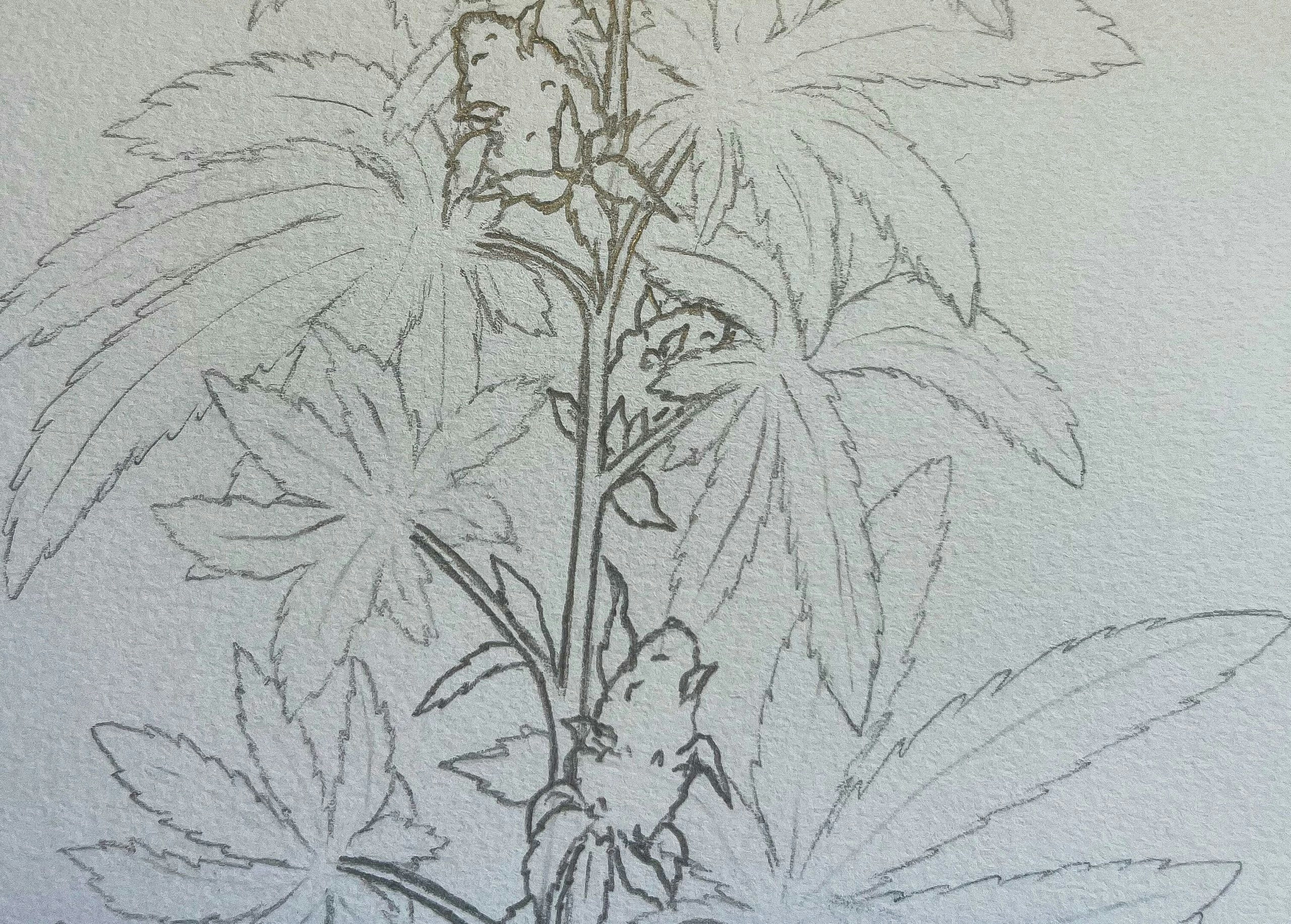 how to draw a weed plant