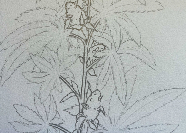 how to draw a weed plant