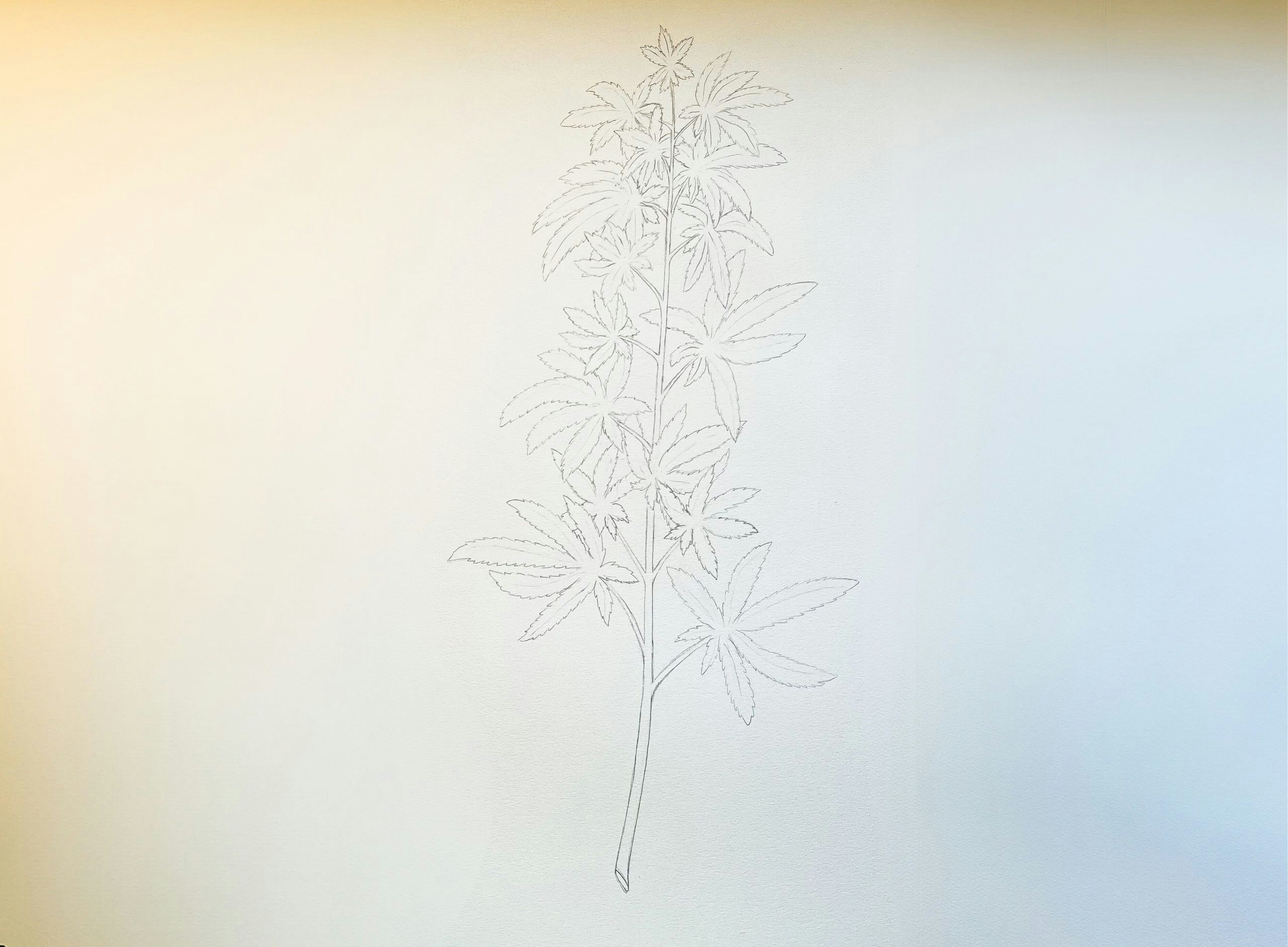 how to draw a weed plant