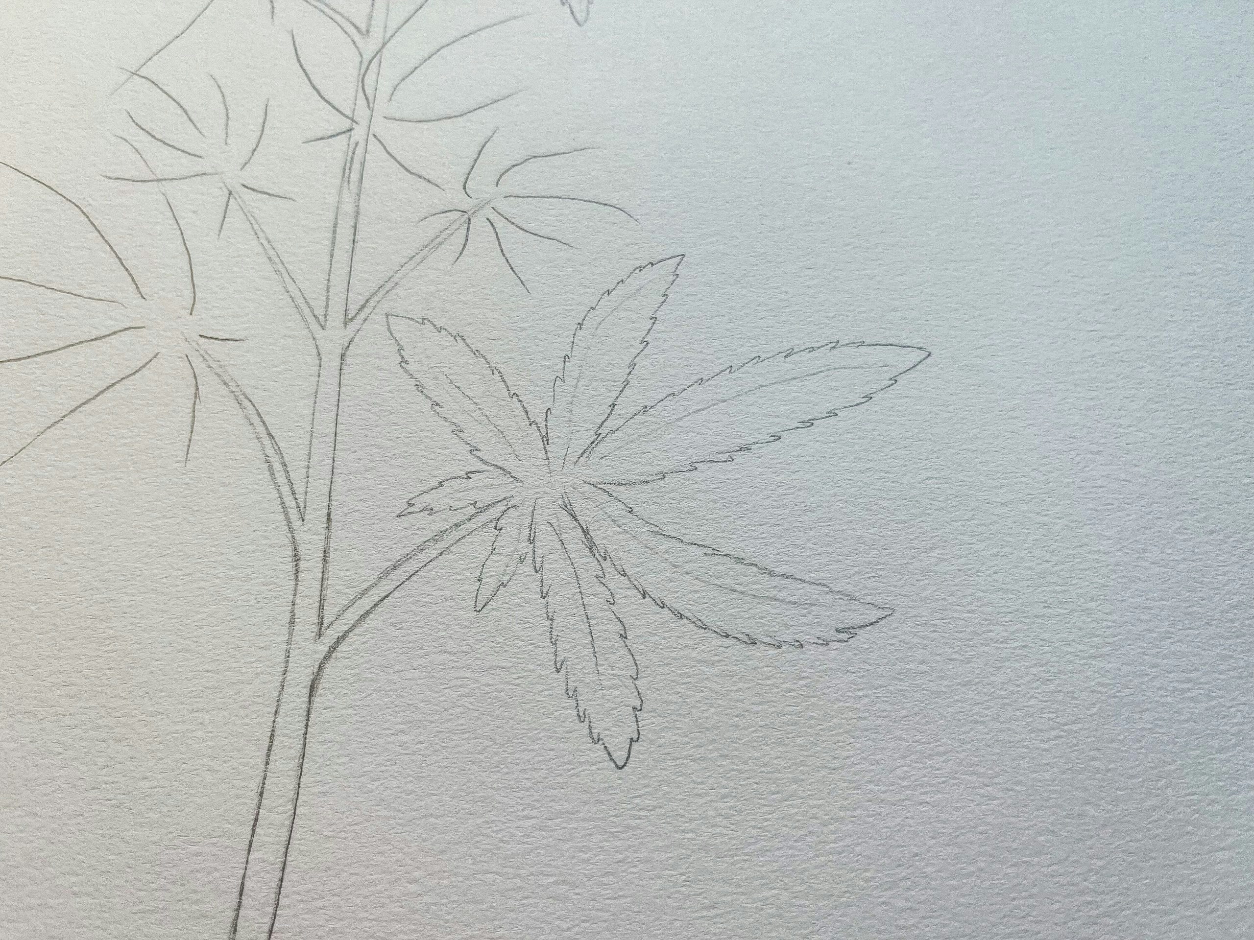 how to draw a weed plant