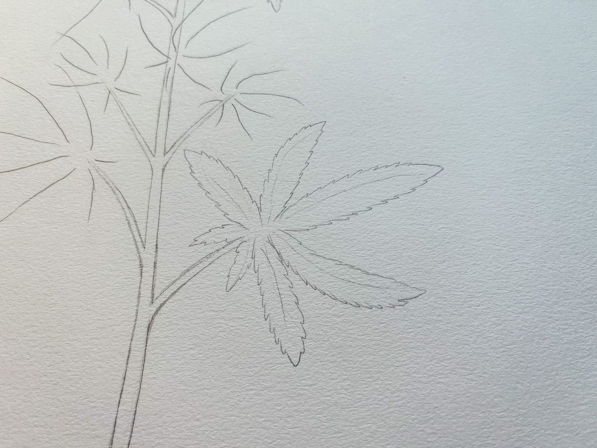 how to draw a weed plant