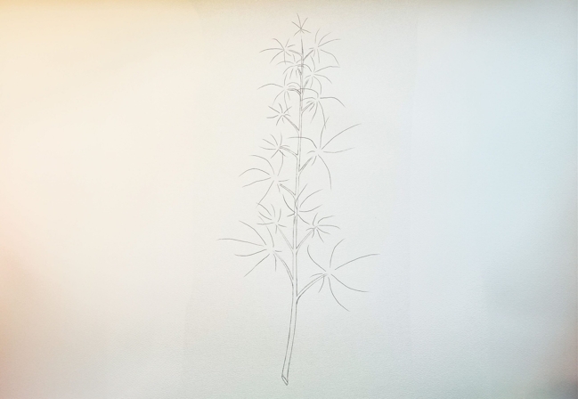 how to draw a weed plant